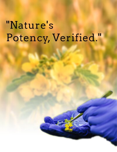 Nature's potency, verified — senna flower under lab inspection
